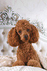 Miniature Poodle in bed