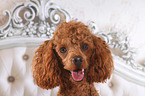 Miniature Poodle portrait