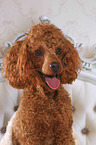 Miniature Poodle portrait