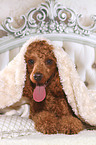 Miniature Poodle in bed