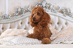 Miniature Poodle in bed