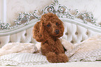 Miniature Poodle in bed