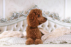 Miniature Poodle in bed