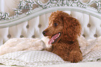 Miniature Poodle in bed