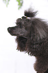 Miniature Poodle Portrait