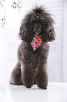 sitting Miniature Poodle