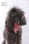 Miniature Poodle Portrait