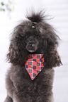Miniature Poodle Portrait