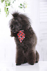 sitting Miniature Poodle