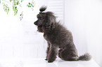 sitting Miniature Poodle