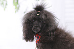 Miniature Poodle Portrait