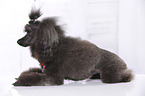 lying Miniature Poodle