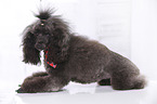 lying Miniature Poodle
