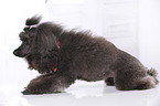 lying Miniature Poodle