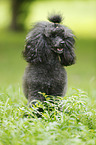 Miniature Poodle