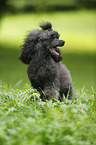 sitting Miniature Poodle
