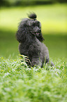 sitting Miniature Poodle