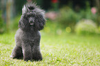 sitting Miniature Poodle