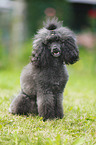 sitting Miniature Poodle