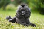 lying Miniature Poodle