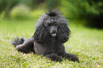 lying Miniature Poodle