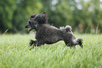 jumping Miniature Poodle
