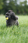 playing Miniature Poodle