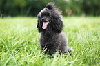 sitting Miniature Poodle