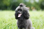 Miniature Poodle Portrait