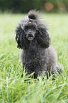 sitting Miniature Poodle