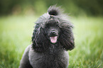 Miniature Poodle Portrait