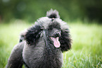 Miniature Poodle Portrait