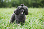 Miniature Poodle