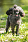 Miniature Poodle