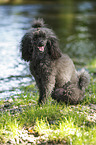 sitting Miniature Poodle