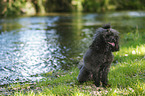 sitting Miniature Poodle