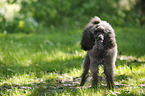 Miniature Poodle