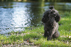 sitting Miniature Poodle