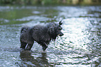 playing Miniature Poodle