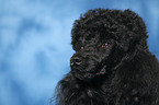 Miniature Poodle Portrait