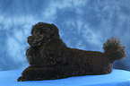 lying Miniature Poodle