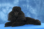 lying Miniature Poodle