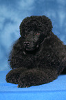 lying Miniature Poodle