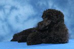 lying Miniature Poodle