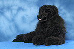 lying Miniature Poodle