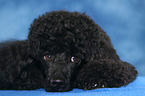 lying Miniature Poodle