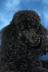 Miniature Poodle Portrait