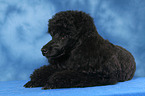 lying Miniature Poodle