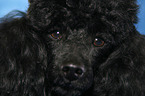 Miniature Poodle face