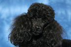 Miniature Poodle Portrait